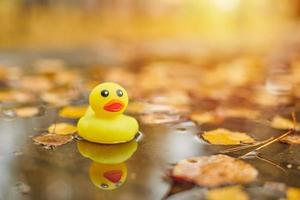 jouet de canard d'automne dans une flaque d'eau avec des feuilles photo