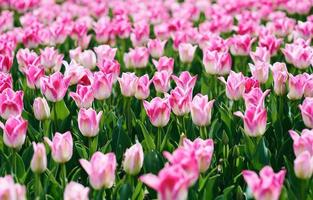 incroyable motif de tulipes roses en fleurs en plein air. nature, fleurs, printemps, concept de jardinage photo