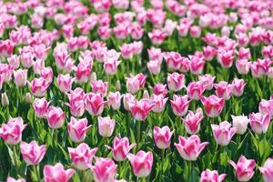 incroyable motif de tulipes roses en fleurs en plein air. nature, fleurs, printemps, concept de jardinage photo