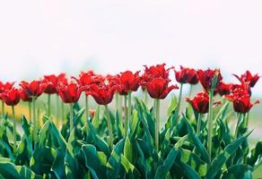 incroyable motif de tulipes rouges en fleurs en plein air. nature, fleurs, printemps, concept de jardinage photo