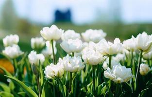 incroyable motif de tulipes blanches en fleurs en plein air. nature, fleurs, printemps, concept de jardinage photo