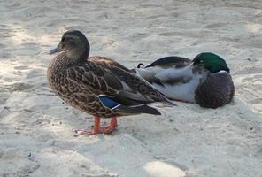 canard sarcelle oiseau animal photo