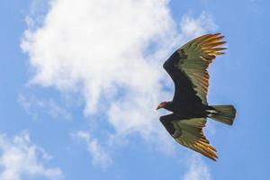 Urubu à dinde noire tropicale cathartes aura aura ciel bleu mexique. photo