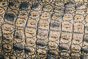 vue de dessus de la peau de crocodile d'eau salée ou de buaya muara ou de crocodile indo-australien ou de crocodile mangeur d'hommes. prendre un bain de soleil au zoo des marais. photo