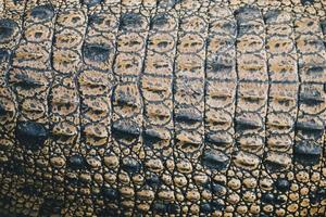 vue de dessus de la peau de crocodile d'eau salée ou de buaya muara ou de crocodile indo-australien ou de crocodile mangeur d'hommes. prendre un bain de soleil au zoo des marais. photo
