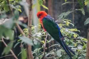 gros plan du perroquet royal australien sur la branche photo