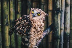 Le buffy fish owl ou burung hantu beluk ketupa ou malais fish owl, oiseau posé sur la perche photo