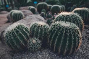 cactus vert aux épines très acérées. photo