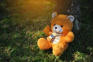 mignon petit ours attendant que le propriétaire le ramène à la maison. photo