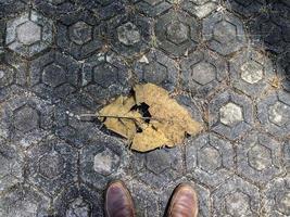 photo de fond naturel de feuilles sèches. illustration d'une personne trouvant des feuilles sèches.