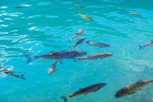 beaux poissons dans le lac turquoise. automne fantastique. plitvice photo