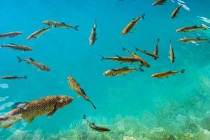 beaux poissons dans le lac turquoise. automne fantastique. plitvice