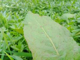 feuilles vertes papier peint naturel photo