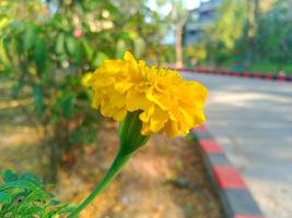 fleurs jaunes et fond vert photo
