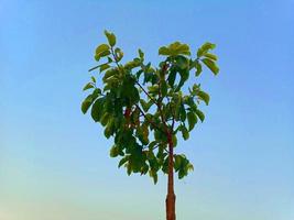 plantes et fond naturel vert photo