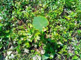 feuilles vertes papier peint naturel photo