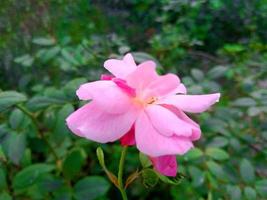 fleur rose vert fond national photo