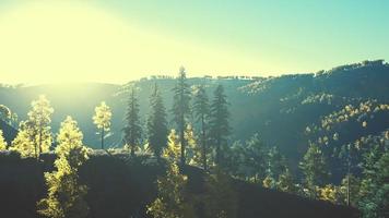 beau bosquet d'arbres dans l'alpin avec de la fumée de feu de forêt au coucher du soleil photo