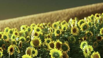 champ de tournesols au coucher du soleil spectaculaire photo