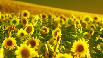 champ de tournesol baigné de la lumière dorée du soleil couchant photo