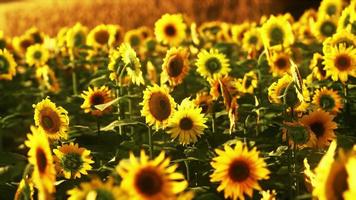 champ de tournesols au coucher du soleil spectaculaire photo