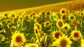 champs de tournesols dans la chaude lumière du soir photo