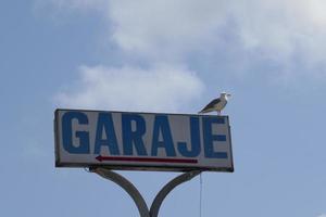 mouettes debout sur le mobilier urbain photo