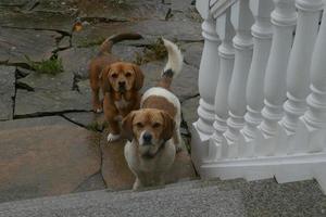 deux petits chiens bruns et blancs debout au bout des escaliers photo