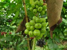 grains de café vert frais sur une branche photo