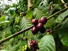 grains de café sur une branche de caféier, baies mûres et non mûres photo