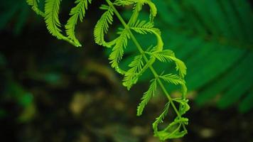 feuilles de fougère verte photo