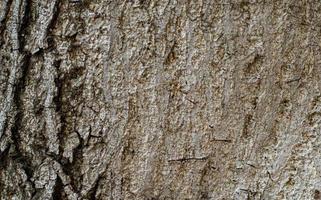 fond de texture d'écorce d'arbre ancien photo