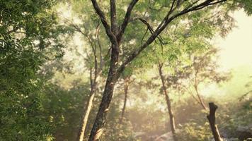 belle clairière de forêt verte à la lumière du soleil photo