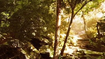 forêt mystique colorée avec rayon de soleil et lumière parasite le matin photo