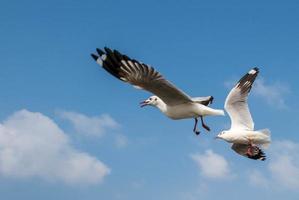 mouettes volant dans le ciel photo