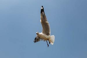 mouettes volant dans le ciel photo