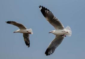 mouettes volant dans le ciel photo