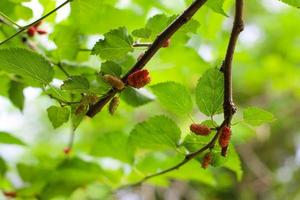 mûrier pour le fond de la nature photo