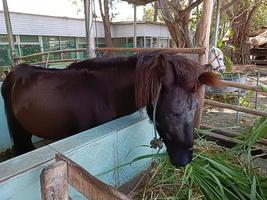 un cheval noir dans la stalle photo