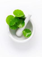 gros plan feuilles de centella asiatica avec mortier blanc isolé sur fond blanc vue de dessus. photo