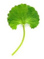 gros plan feuilles de centella asiatica isolées sur la vue de dessus de fond blanc. photo