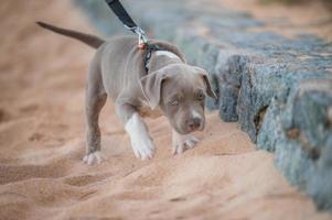 chiot bully américain drôle sur la plage avec la famille des gens photo