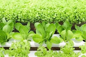 cos vert et chêne vert dans une ferme hydroponique, légumes frais pour les salades. photo