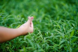 les mains et la nature aiment l'amour brillant doivent se donner de l'amour et de la beauté de manière naturelle. photo