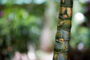 animaux sauvages nés dans la nature. manger des couleurs naturelles s'est passé au bar de la thaïlande. l'arbre est magnifique. photo