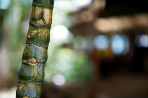 animaux sauvages nés dans la nature. manger des couleurs naturelles s'est passé au bar de la thaïlande. l'arbre est magnifique. photo