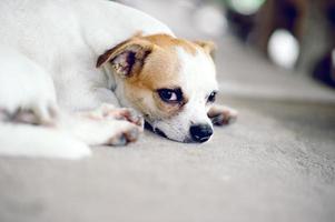 mignon chien de compagnie blanc attend que le patron rentre à la maison. Je m'assieds devant la maison pendant la journée. photo