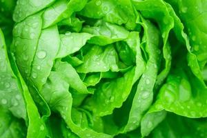 Libre de feuilles vertes fraîches bio salade de laitue plante dans le système de ferme de légumes hydroponique photo