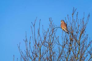 Kestrel se reposant dans un arbre par une journée ensoleillée d'hiver photo