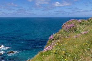 La floraison des roses de la mer sur les falaises à hells mouth près de Hayle à Cornwall photo